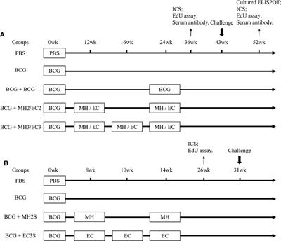 Optimizing the Boosting Schedule of Subunit Vaccines Consisting of BCG and “Non-BCG” Antigens to Induce Long-Term Immune Memory